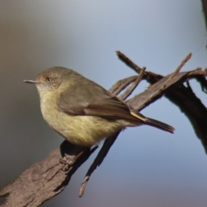 Acanthiza reguloides at Gundaroo, NSW - 13 Aug 2022