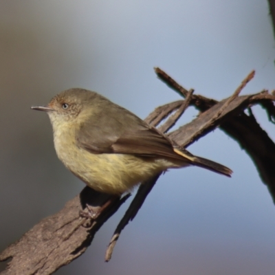 Acanthiza reguloides (Buff-rumped Thornbill) at Gundaroo, NSW - 13 Aug 2022 by Gunyijan