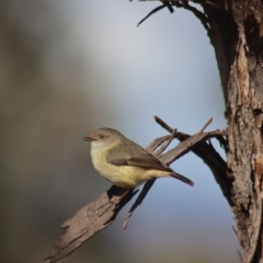 Acanthiza reguloides at Gundaroo, NSW - 13 Aug 2022