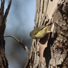 Acanthiza reguloides at Gundaroo, NSW - 13 Aug 2022