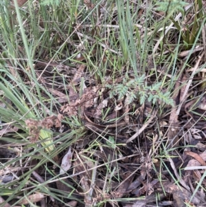 Cheilanthes sieberi subsp. sieberi at Aranda, ACT - 13 Aug 2022