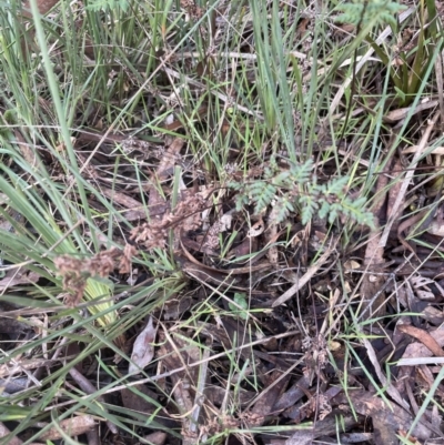 Cheilanthes sieberi subsp. sieberi (Narrow Rock Fern) at Aranda, ACT - 13 Aug 2022 by lbradley