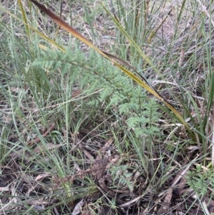 Cheilanthes sieberi subsp. sieberi at Aranda, ACT - 13 Aug 2022