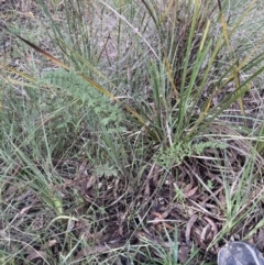 Cheilanthes sieberi subsp. sieberi at Aranda, ACT - 13 Aug 2022