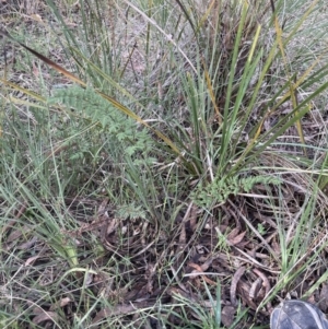 Cheilanthes sieberi subsp. sieberi at Aranda, ACT - 13 Aug 2022 02:56 PM