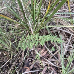 Cheilanthes sieberi subsp. sieberi at Aranda, ACT - 13 Aug 2022