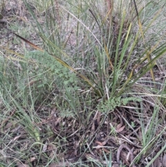 Cheilanthes sieberi subsp. sieberi at Aranda, ACT - 13 Aug 2022 02:56 PM