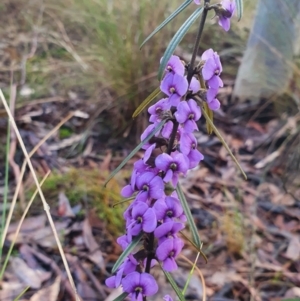 Hovea heterophylla at Gundaroo, NSW - 12 Aug 2022