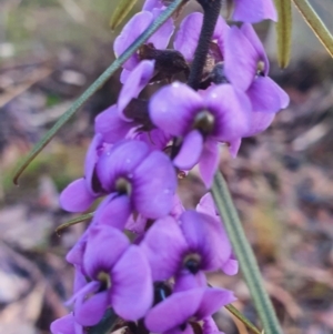 Hovea heterophylla at Gundaroo, NSW - 12 Aug 2022