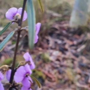 Hovea heterophylla at Gundaroo, NSW - 12 Aug 2022