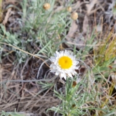 Leucochrysum albicans subsp. tricolor (Hoary Sunray) at Farrer, ACT - 13 Aug 2022 by Mike