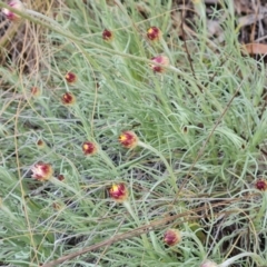 Leucochrysum albicans subsp. tricolor at Farrer, ACT - 13 Aug 2022 03:15 PM