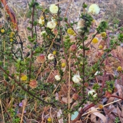 Acacia gunnii (Ploughshare Wattle) at Gundaroo, NSW - 12 Aug 2022 by Gunyijan