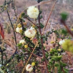 Acacia gunnii at Gundaroo, NSW - 12 Aug 2022 04:43 PM