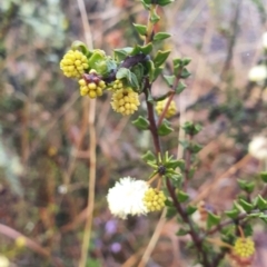 Acacia gunnii at Gundaroo, NSW - 12 Aug 2022 04:43 PM