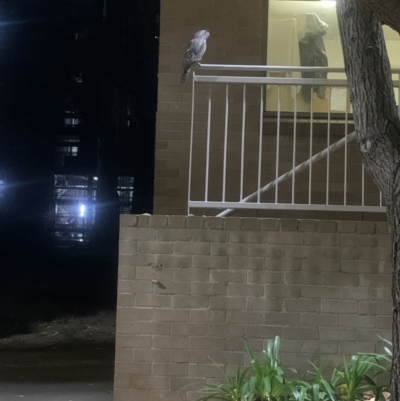 Podargus strigoides (Tawny Frogmouth) at Australian National University - 9 May 2022 by AleishaK