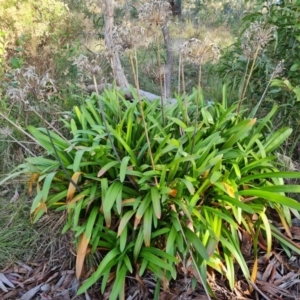 Agapanthus praecox subsp. orientalis at Farrer, ACT - 13 Aug 2022