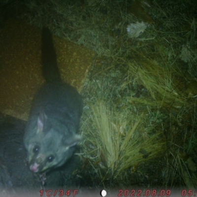 Phalangeridae (family) (Brushtail Possums) at Australian National University - 7 Aug 2022 by meganc