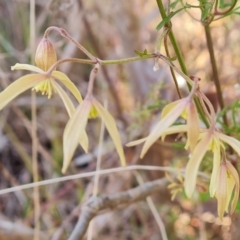 Clematis leptophylla (Small-leaf Clematis, Old Man's Beard) at Farrer Ridge - 13 Aug 2022 by Mike