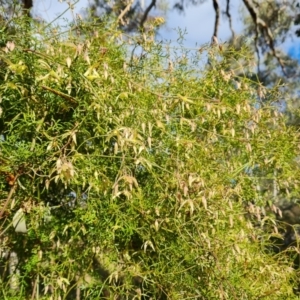 Clematis leptophylla at Farrer, ACT - 13 Aug 2022
