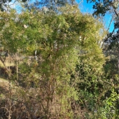 Clematis leptophylla at Farrer, ACT - 13 Aug 2022 03:40 PM