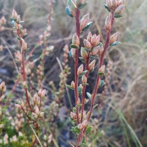 Brachyloma daphnoides at Gundaroo, NSW - 12 Aug 2022 04:33 PM