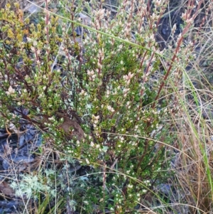 Brachyloma daphnoides at Gundaroo, NSW - 12 Aug 2022