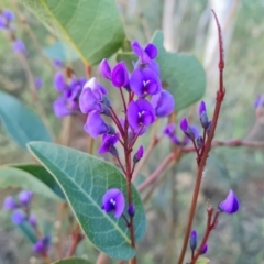 Hardenbergia violacea (False Sarsaparilla) at Farrer, ACT - 13 Aug 2022 by Mike