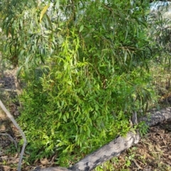 Billardiera heterophylla (Western Australian Bluebell Creeper) at Farrer Ridge - 13 Aug 2022 by Mike