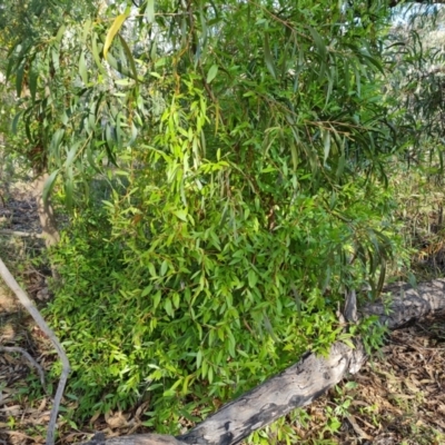 Billardiera heterophylla (Western Australian Bluebell Creeper) at Farrer Ridge - 13 Aug 2022 by Mike