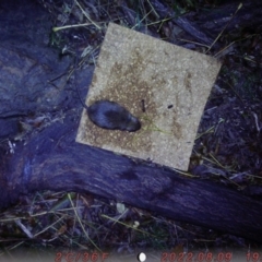 Rattus rattus (Black Rat) at ANU Liversidge Precinct - 9 Aug 2022 by malinander