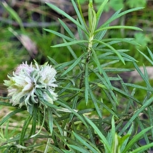 Cassinia longifolia at Kowen, ACT - 13 Aug 2022 03:19 PM