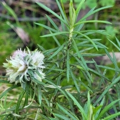 Cassinia longifolia at Kowen, ACT - 13 Aug 2022