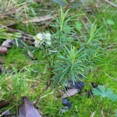 Cassinia longifolia at Kowen, ACT - 13 Aug 2022