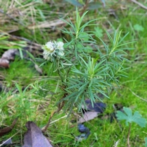 Cassinia longifolia at Kowen, ACT - 13 Aug 2022 03:19 PM