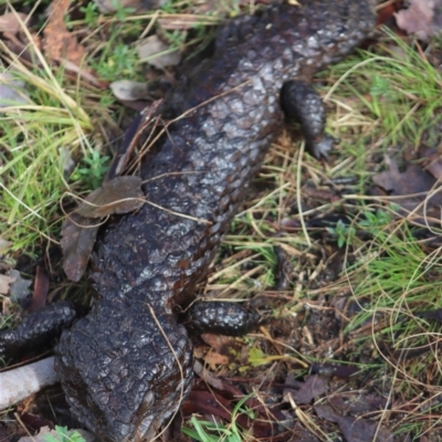 Tiliqua rugosa (Shingleback Lizard) at Gundaroo, NSW - 13 Aug 2022 by Gunyijan