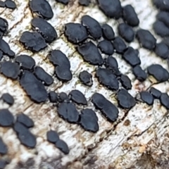 Unverified Lichen at Kowen, ACT - 13 Aug 2022 by trevorpreston