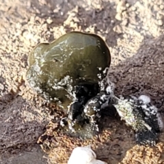 Unidentified Fungus at Kowen Escarpment - 13 Aug 2022 by trevorpreston