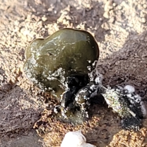 Nostoc sp. (genus) at Kowen, ACT - 13 Aug 2022