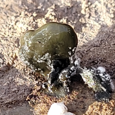 Unidentified Fungus at Kowen, ACT - 13 Aug 2022 by trevorpreston