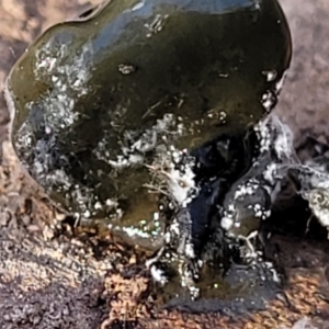 Nostoc sp. (genus) at Kowen, ACT - 13 Aug 2022