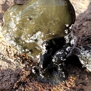 Nostoc sp. (genus) at Kowen, ACT - 13 Aug 2022