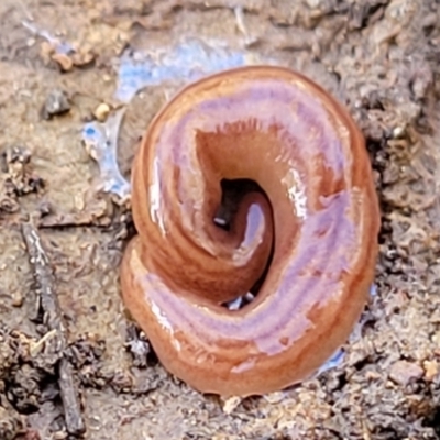 Fletchamia quinquelineata (Five-striped flatworm) at Kowen Escarpment - 13 Aug 2022 by trevorpreston