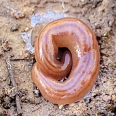 Fletchamia quinquelineata (Five-striped flatworm) at Kowen, ACT - 13 Aug 2022 by trevorpreston
