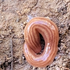 Fletchamia quinquelineata at Kowen, ACT - 13 Aug 2022