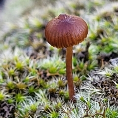 zz agaric (stem; gills not white/cream) at Kowen, ACT - 13 Aug 2022 by trevorpreston