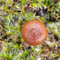 zz agaric (stem; gills not white/cream) at Kowen, ACT - 13 Aug 2022