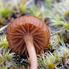 zz agaric (stem; gills not white/cream) at Kowen, ACT - 13 Aug 2022 03:43 PM