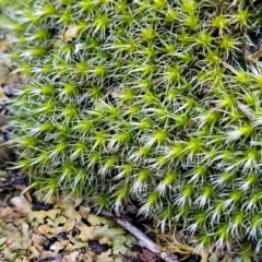Grimmia sp. (A moss) at Kowen Escarpment - 13 Aug 2022 by trevorpreston