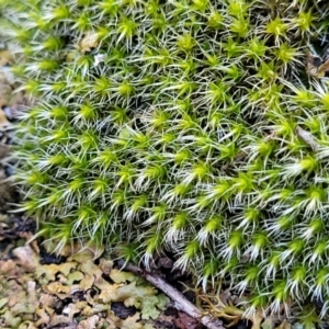 Grimmia sp. at Kowen, ACT - 13 Aug 2022